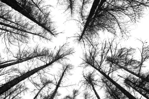nature-mlgraphik
