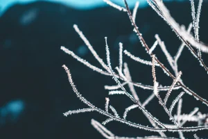 nature-mlgraphik