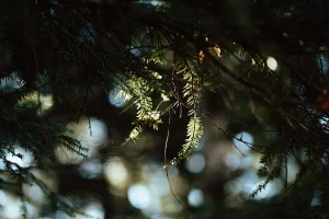 nature-mlgraphik